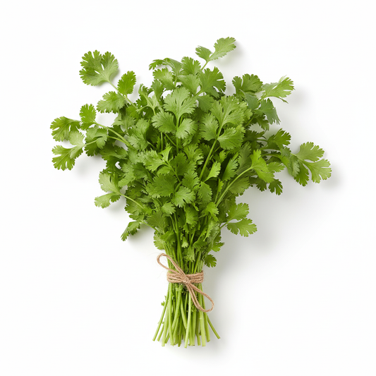 Herbs Cilantro
