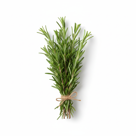 Herbs Rosemary