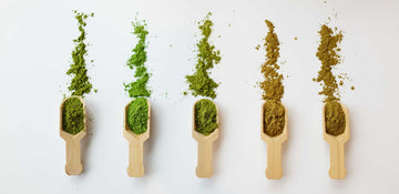 Paragon Tea Room Baker & Tea Discovery Kit